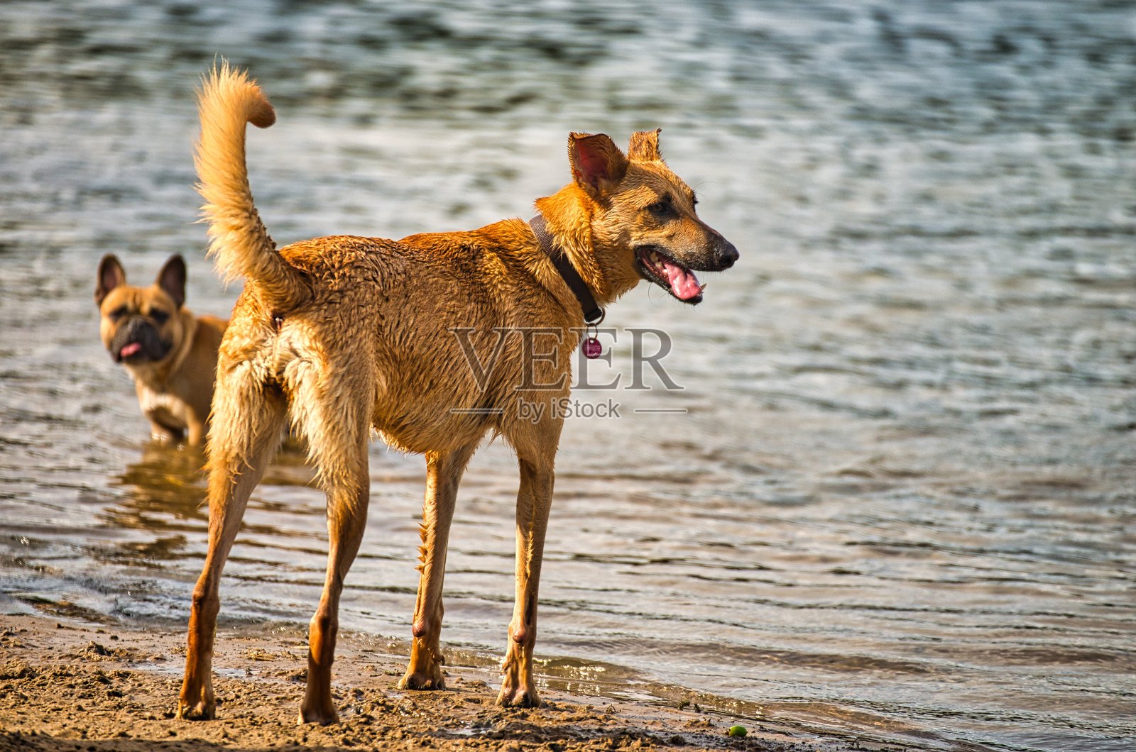 在希尔伯湖附近的汉诺威附近的朗根哈根，狗狗们在狗的海滩上玩耍和嬉闹照片摄影图片