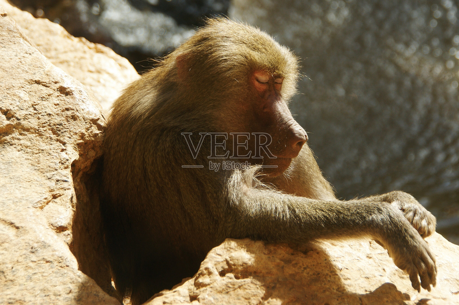 猴子脸。 睡着的猴子的脸照片摄影图片