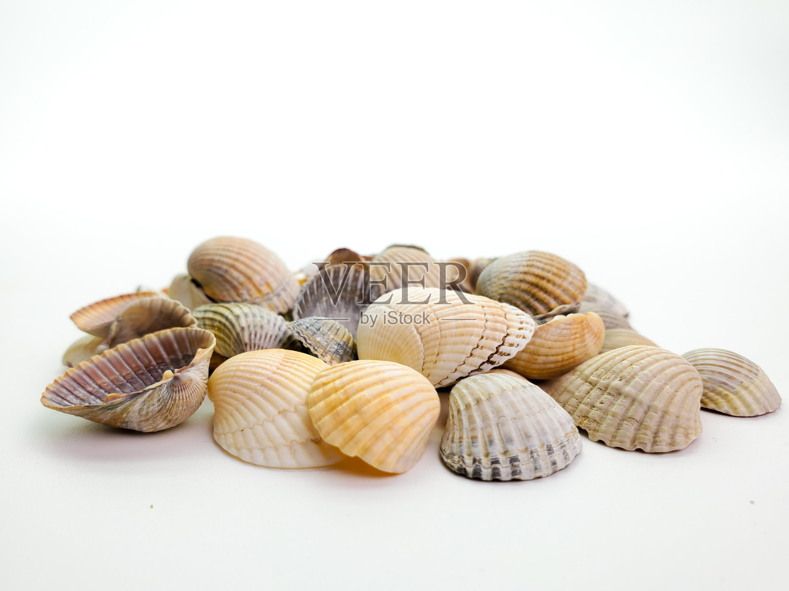 白色背景上的海贝壳，特写照片摄影图片