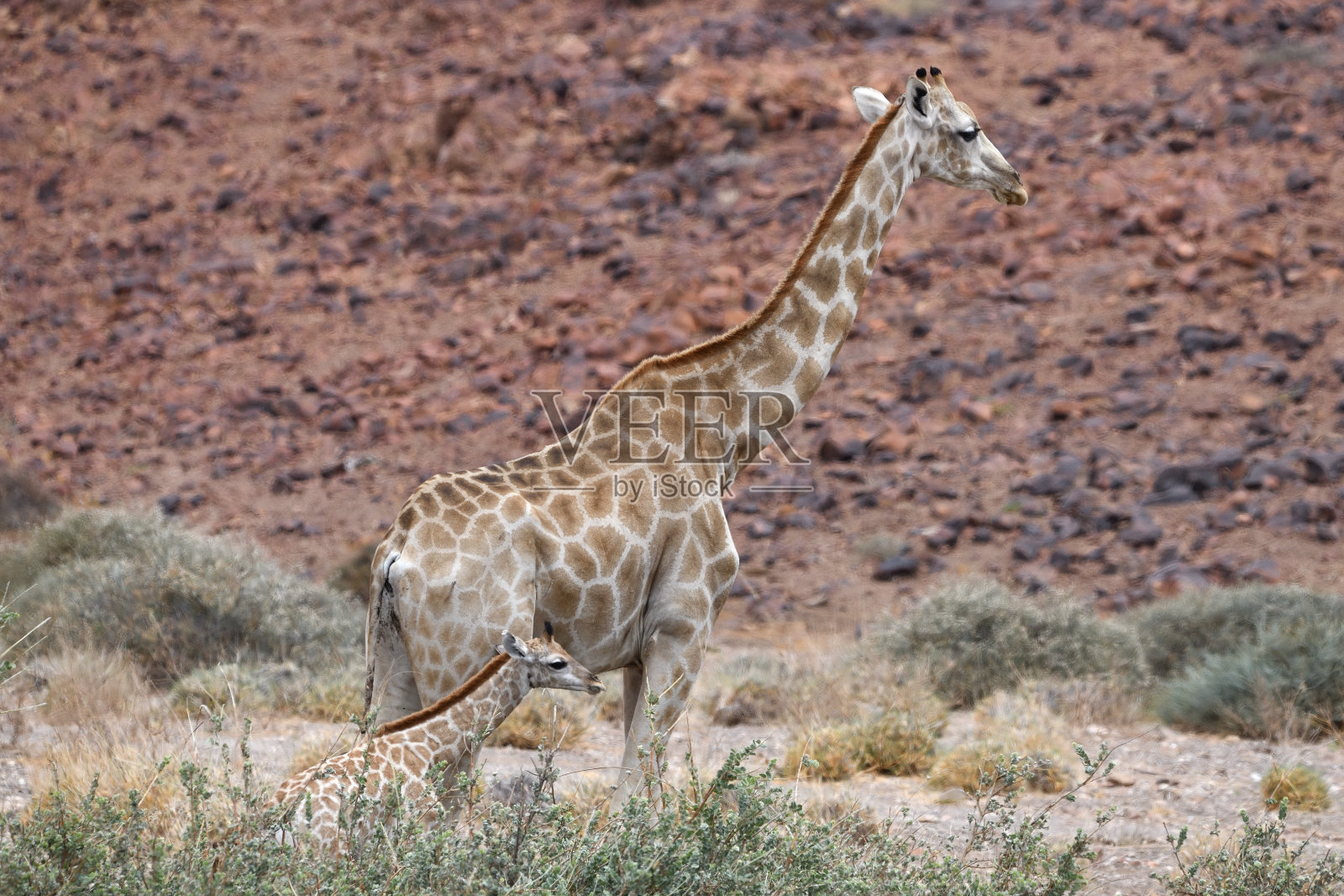纳米比亚达马拉兰棕榈瓦格特许地的长颈鹿及其幼崽照片摄影图片