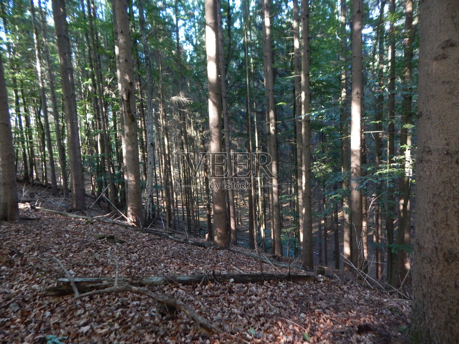 在夏天穿过Geesthacht附近的Sachsenwald照片摄影图片