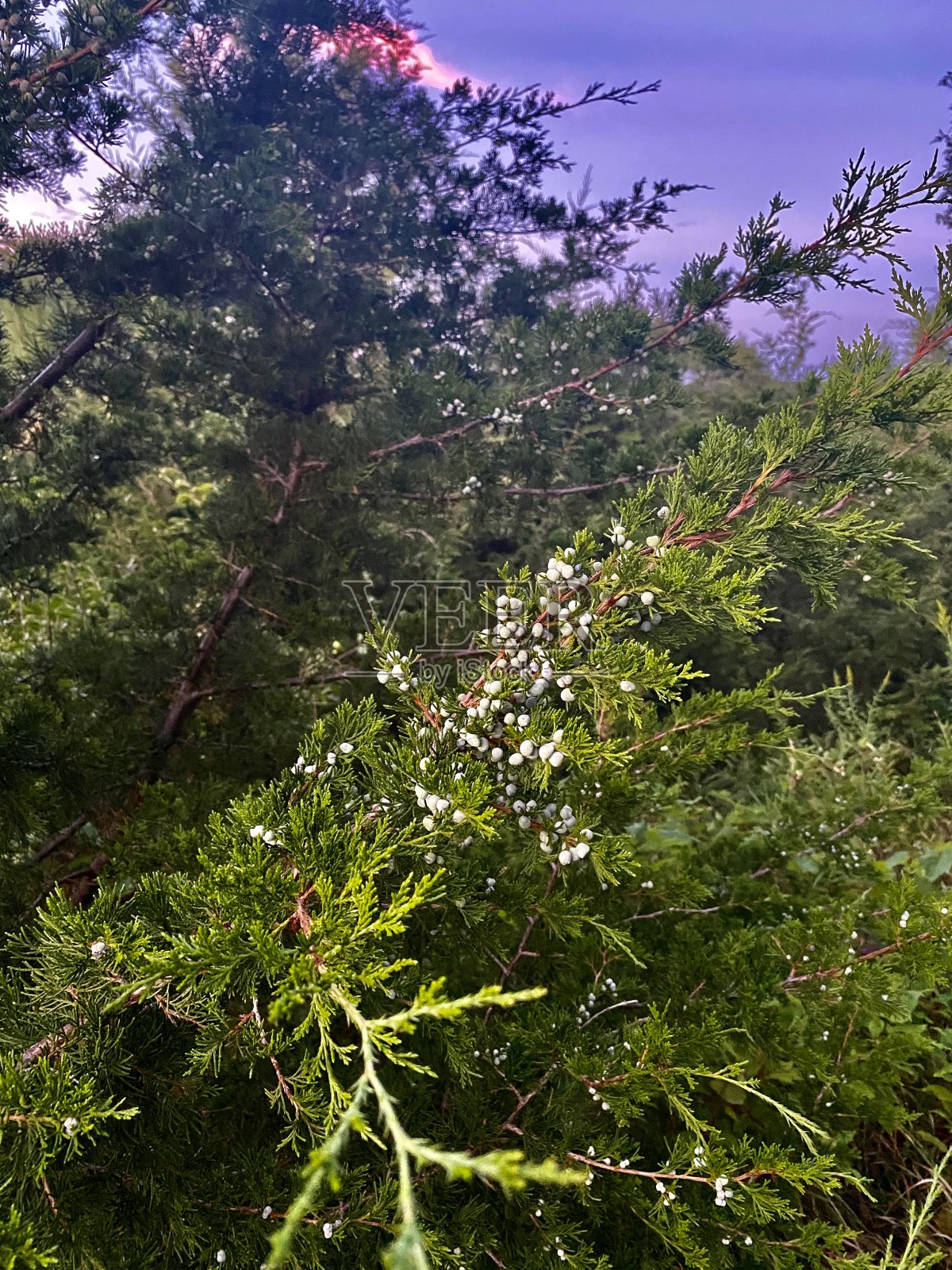 杜松子照片摄影图片