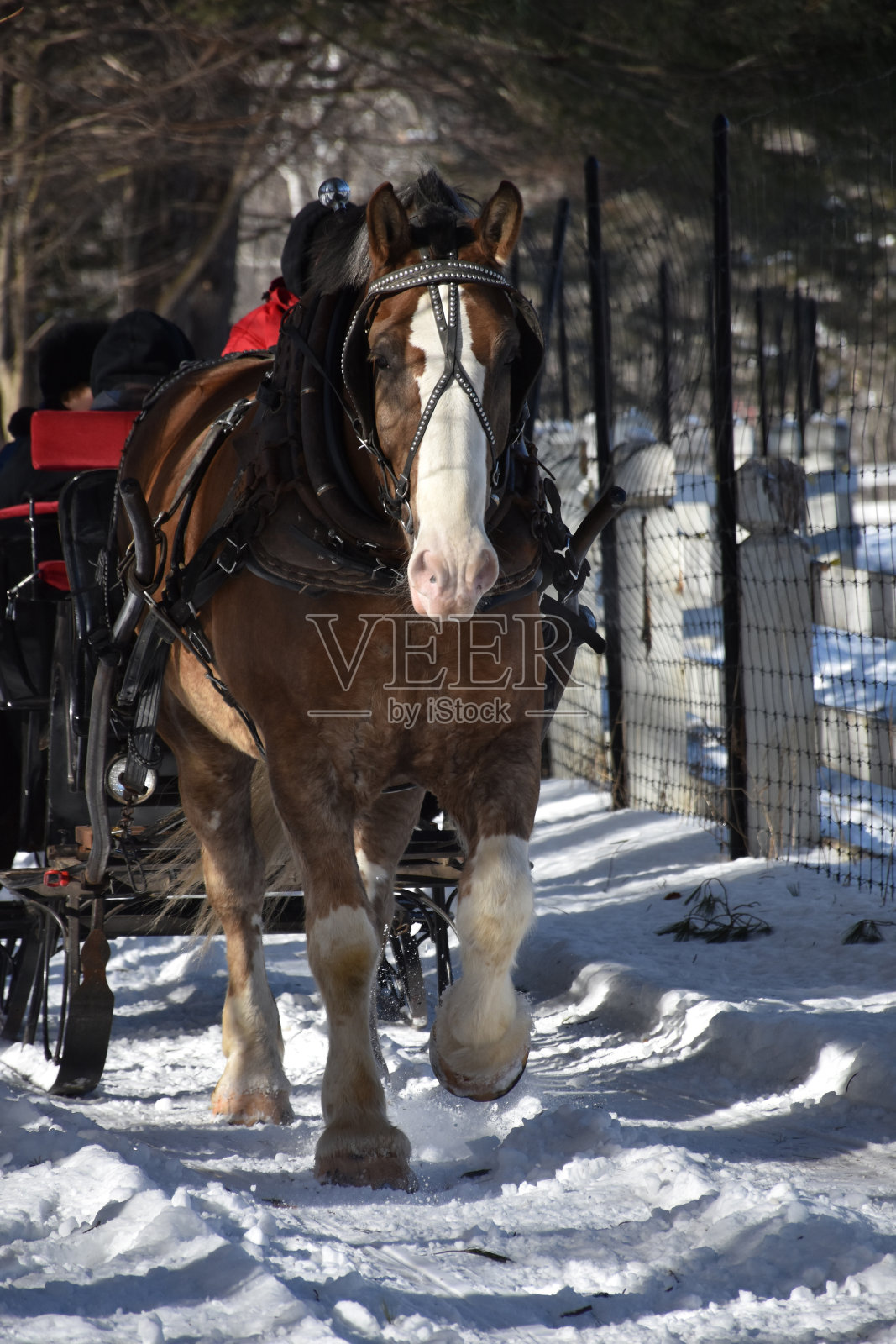 拉着雪橇的大马照片摄影图片