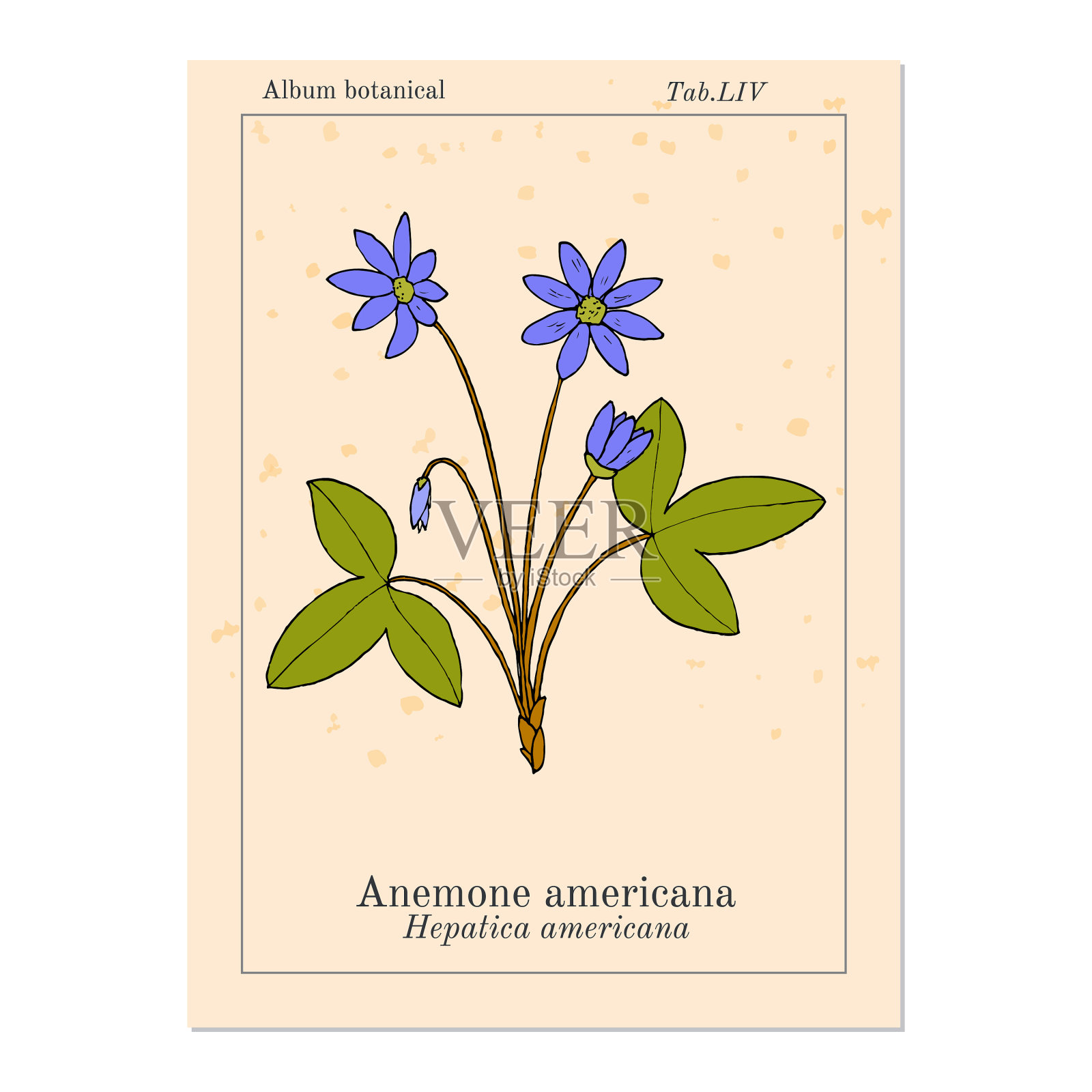 美国海葵hepatica nobilis药用插画图片素材