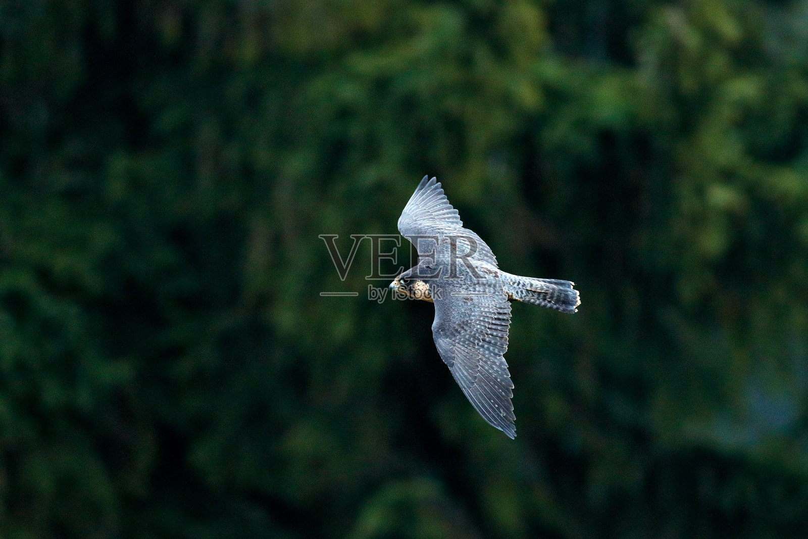 游隼的飞行。展翅的猛禽。背景是白色的天空。动作场景在自然栖息地，德国。大自然的野生动物景象。德国森林里的野鸟。照片摄影图片
