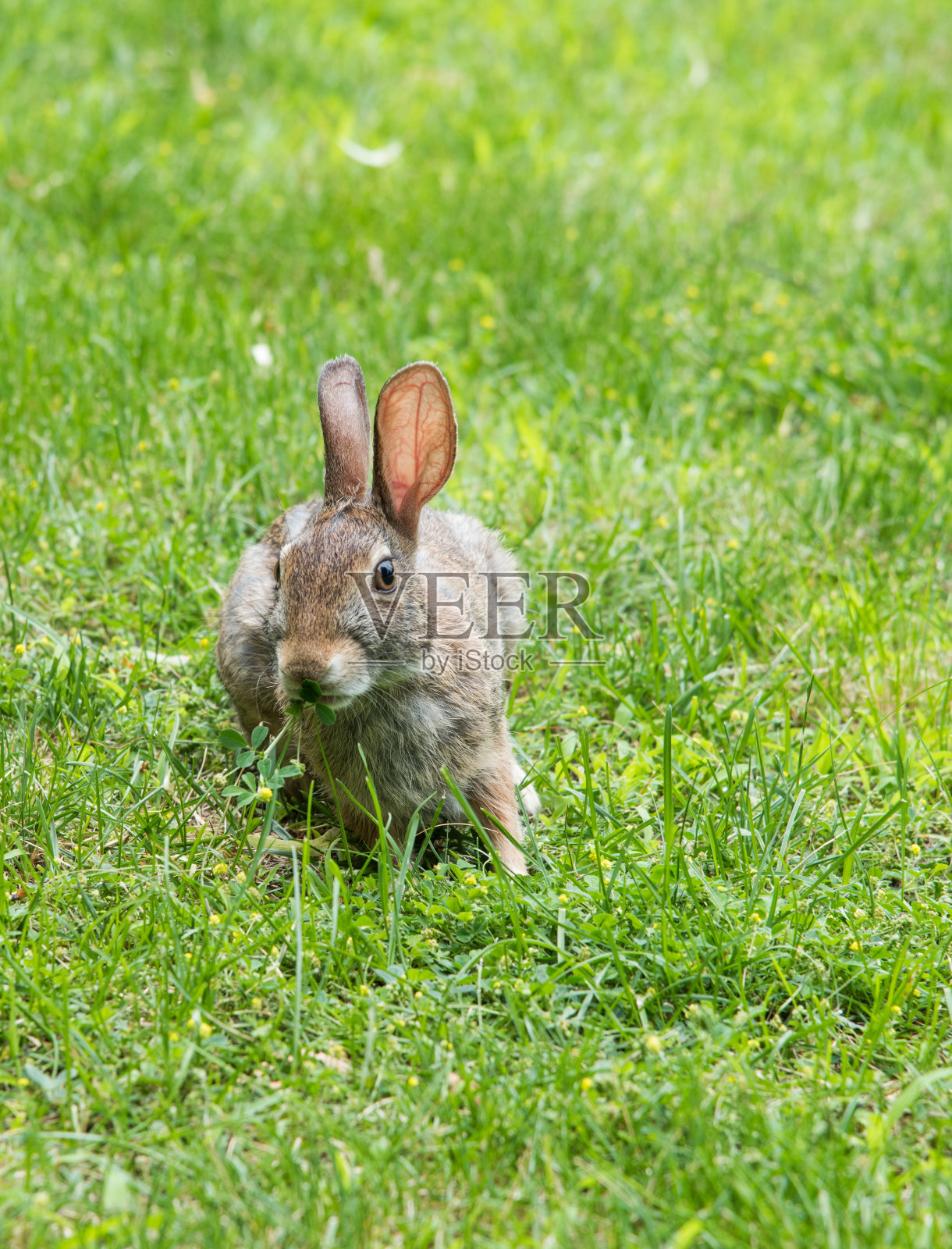好奇的白尾灰兔兔照片摄影图片