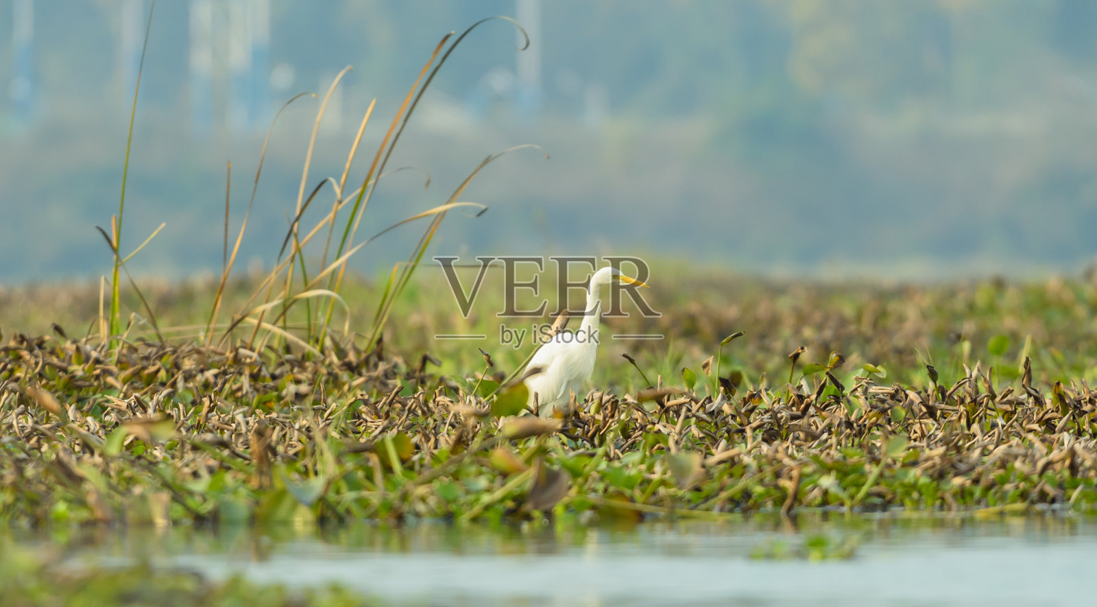 鸟栖息在湿地上照片摄影图片