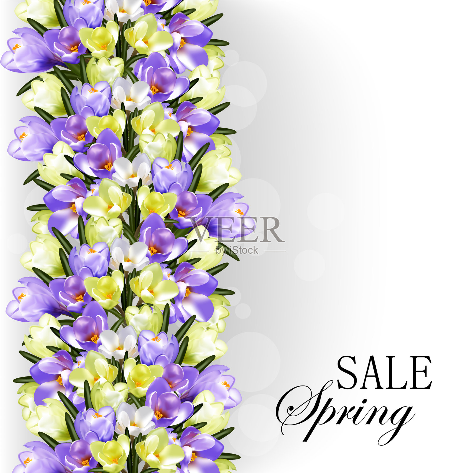 春季盛开的番红花设计的花卉海报插画图片素材