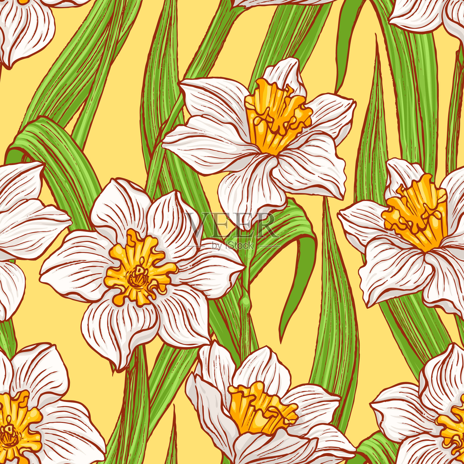 盛开的水仙花插画图片素材