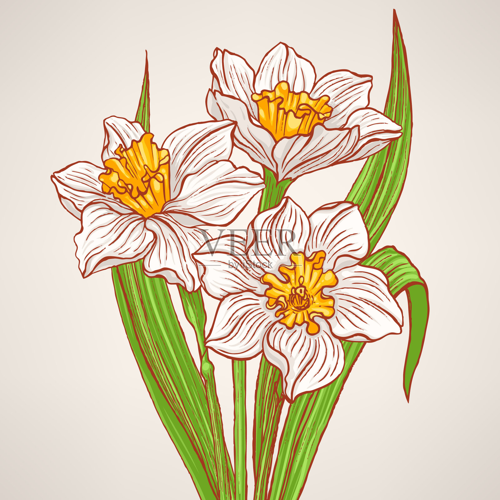 春天的水仙花束插画图片素材