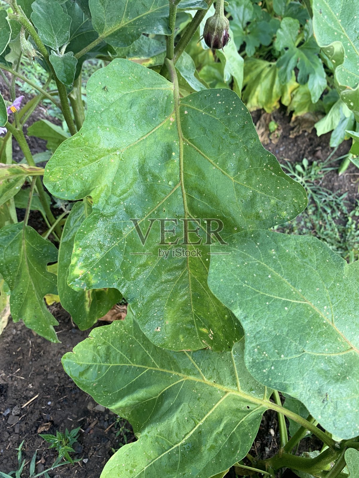 城市社区花园照片摄影图片