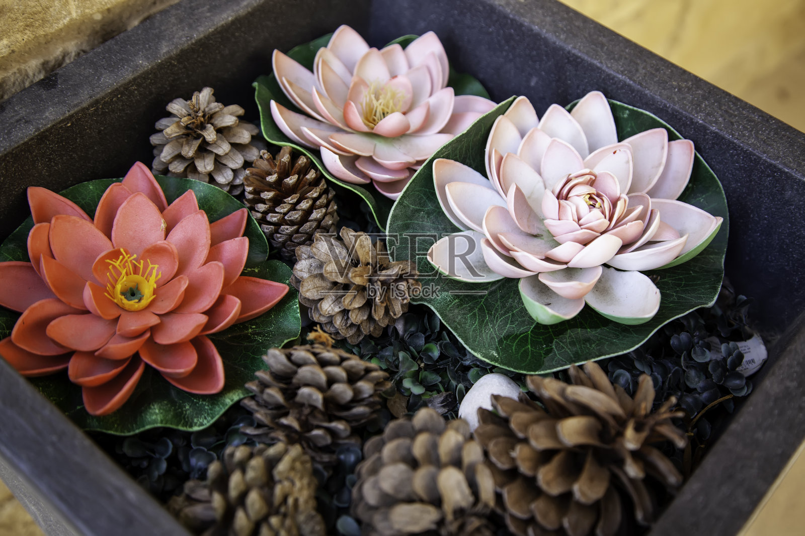 异国情调的仙人掌植物照片摄影图片