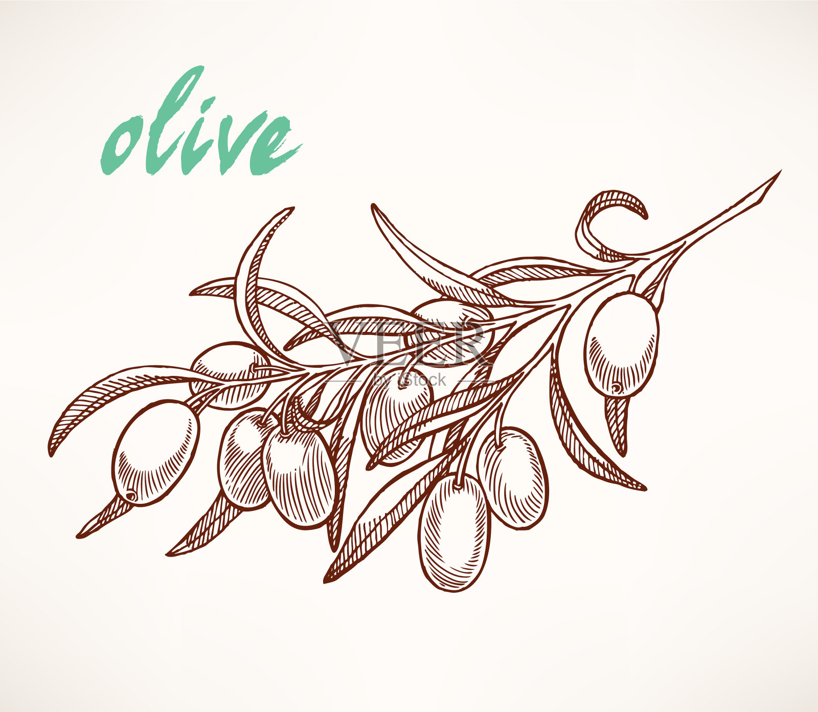 橄榄树枝插画图片素材