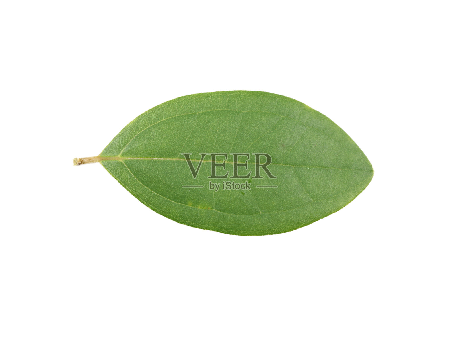 来自泰国自然的叶子样本。照片摄影图片