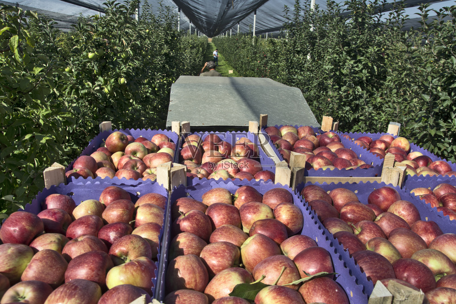 保护苹果种植园照片摄影图片