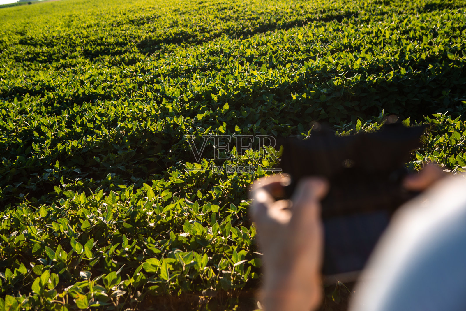 一块种植了豆子的土地，背景是一个无人机控制器。照片摄影图片
