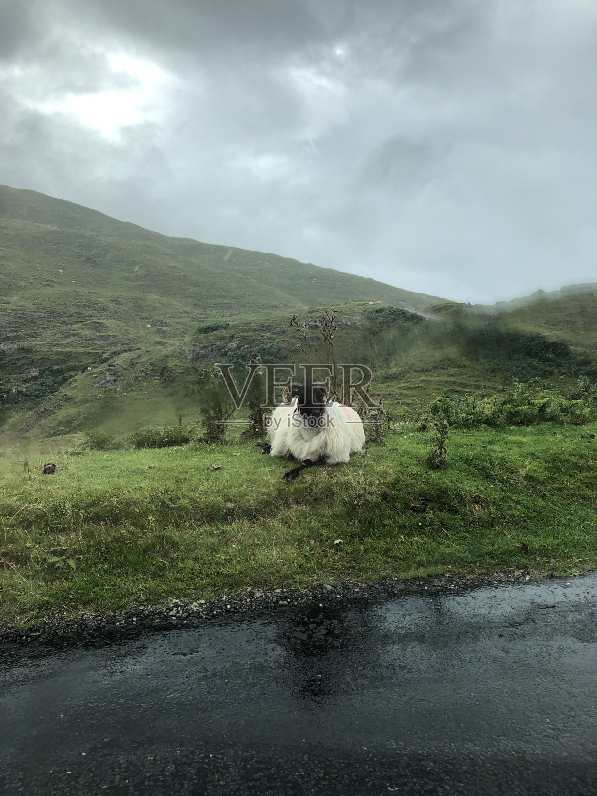 大羊坐照片摄影图片