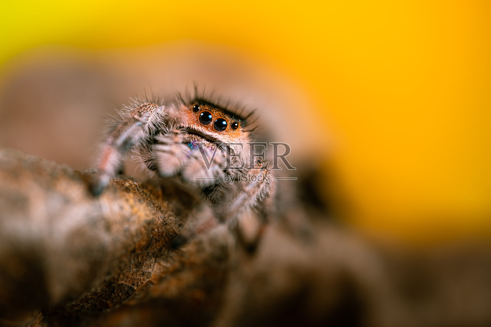 一只雌性跳蛛在一片干燥的叶子上爬行。秋色温暖，宏观，细节鲜明。一双美丽的大眼睛正看着镜头。照片摄影图片