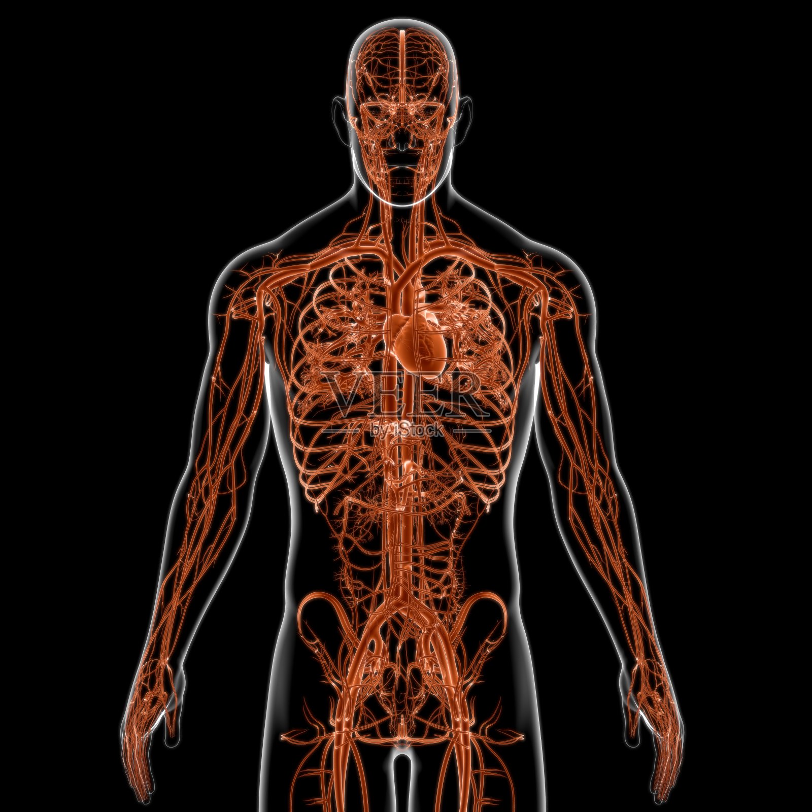 人体心脏与循环系统解剖医学概念3D照片摄影图片