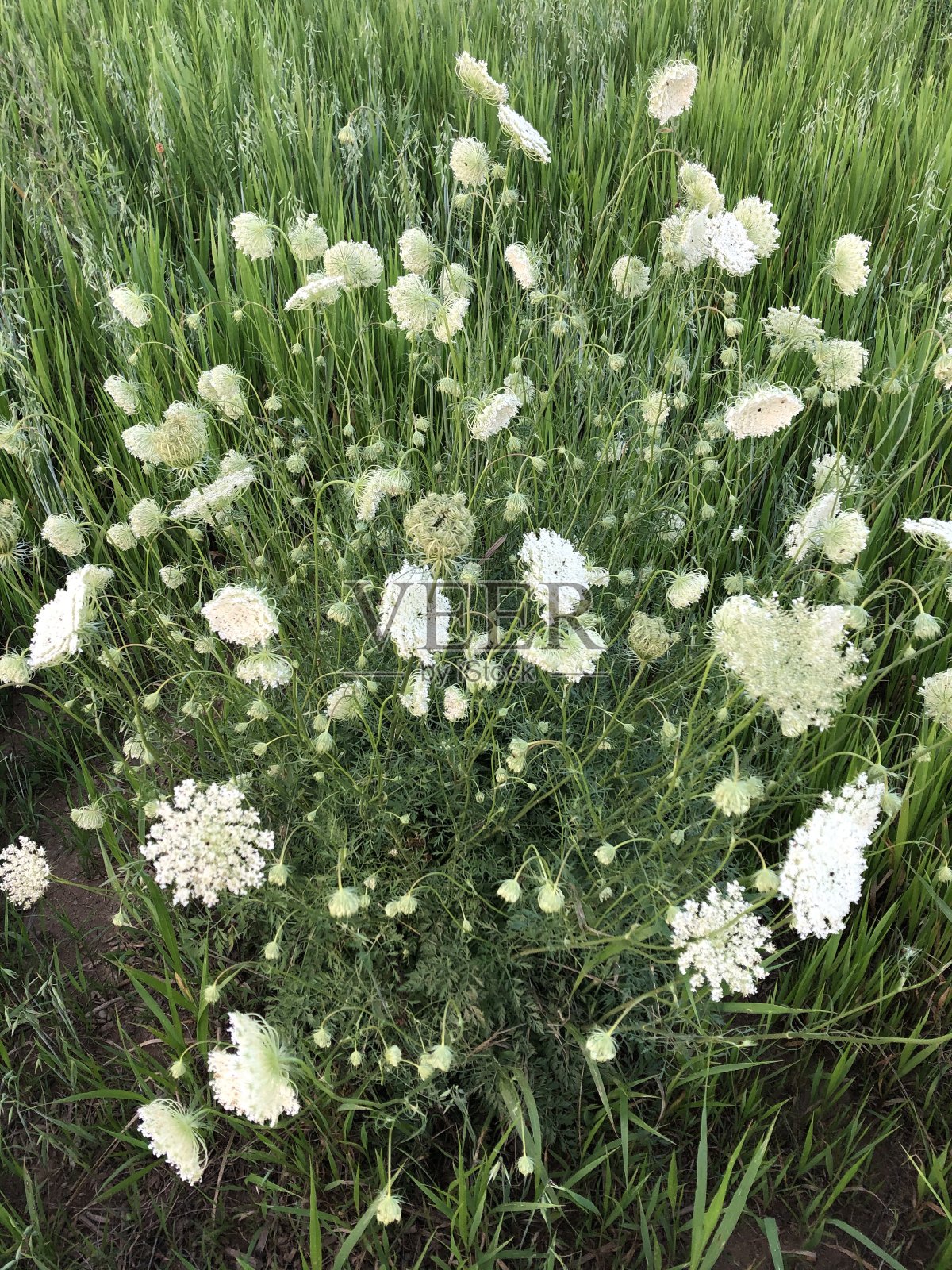 安妮女王的花边照片摄影图片