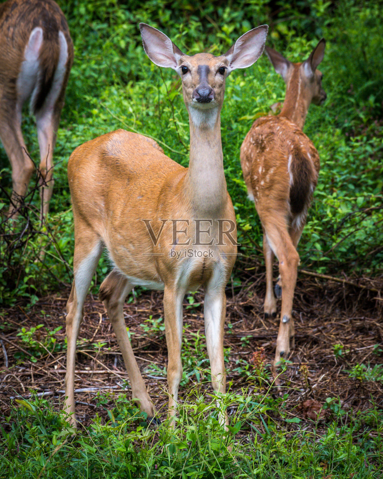 母鹿和小鹿穿过亨特利草地公园的湖照片摄影图片
