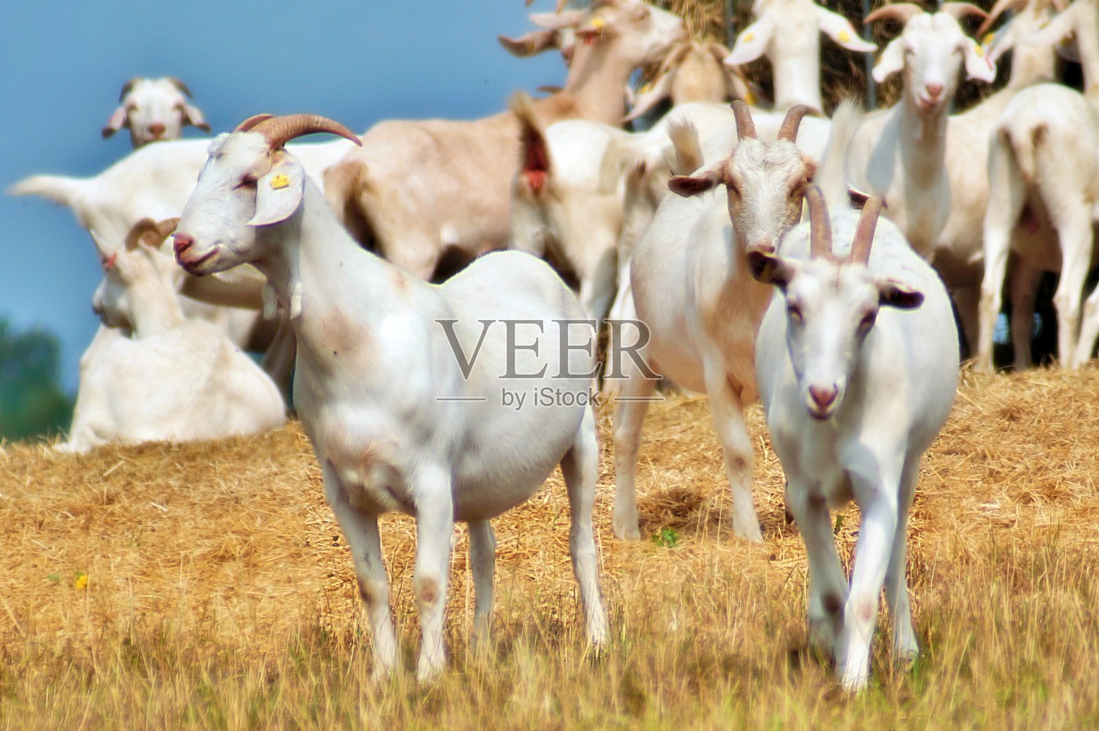 白色的山羊照片摄影图片