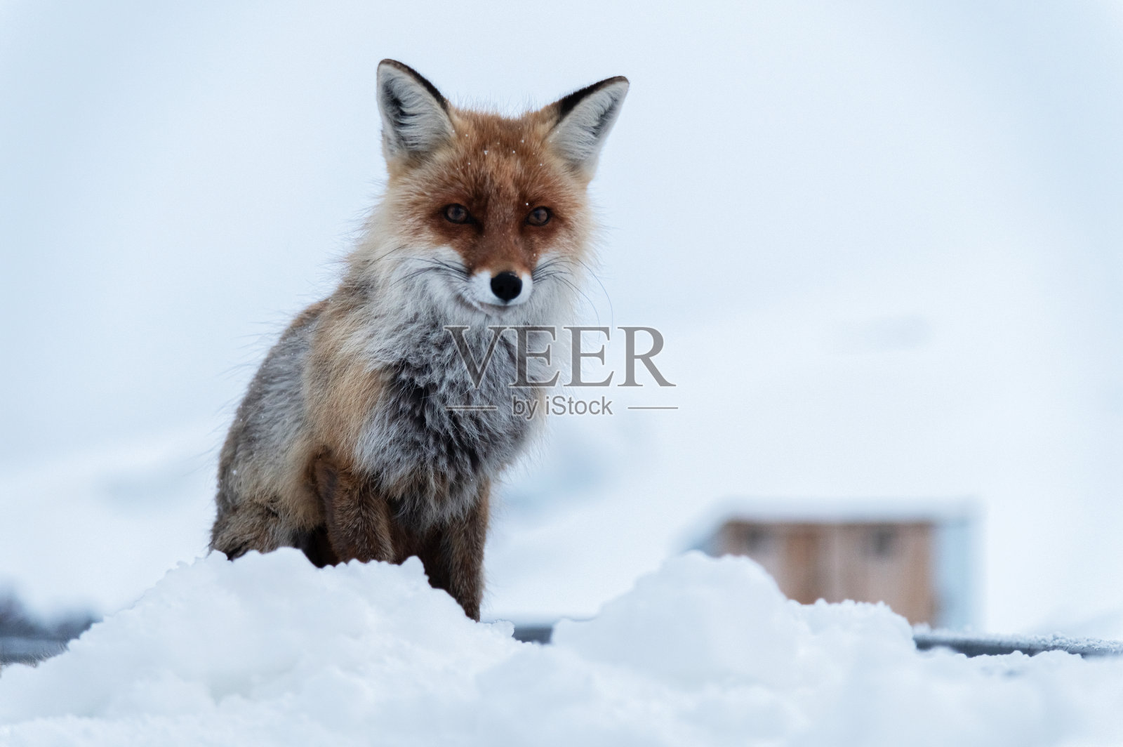 北高加索，一只野生红狐坐在雪地里，背景是金属结构照片摄影图片