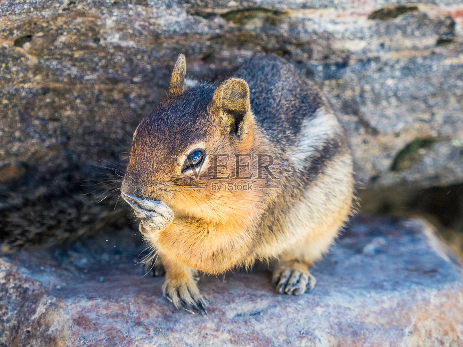 雷尼尔山国家公园小径上的花栗鼠照片摄影图片