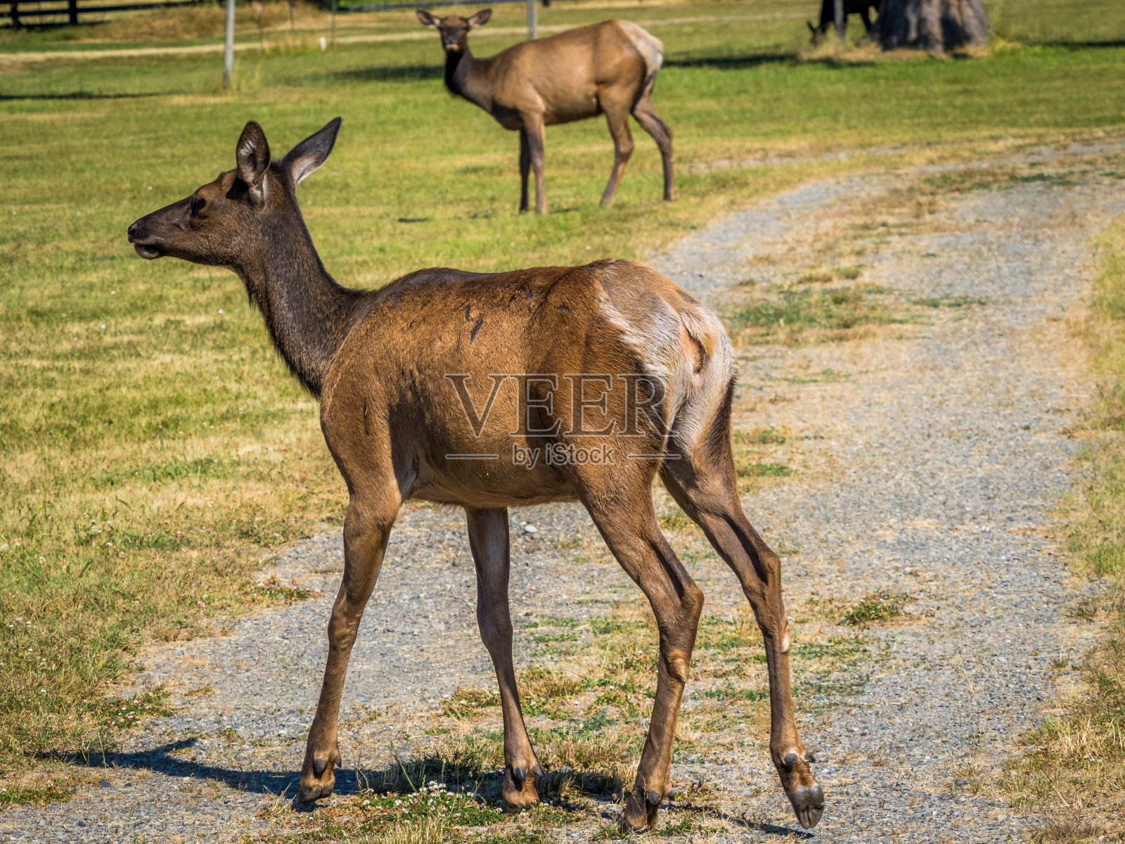 一群罗斯福麋鹿在喀斯喀特山脉的一个小村庄的田野上吃草照片摄影图片
