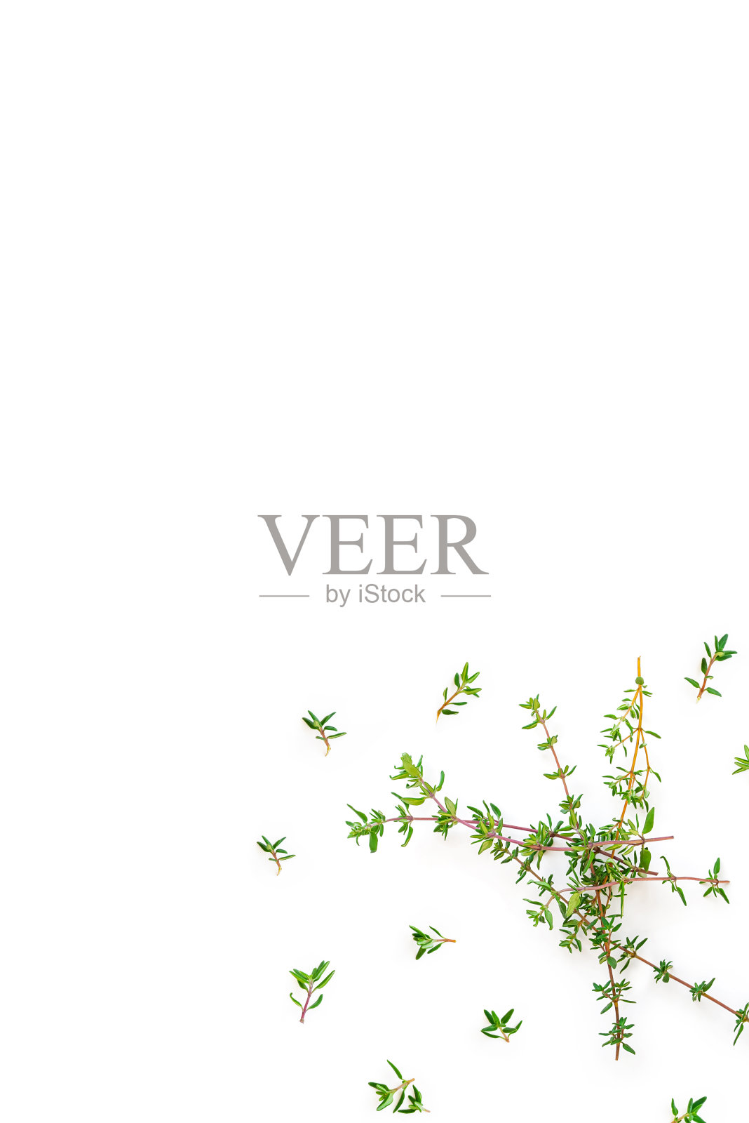 新鲜的枝和有机百里香树叶从花园照片摄影图片