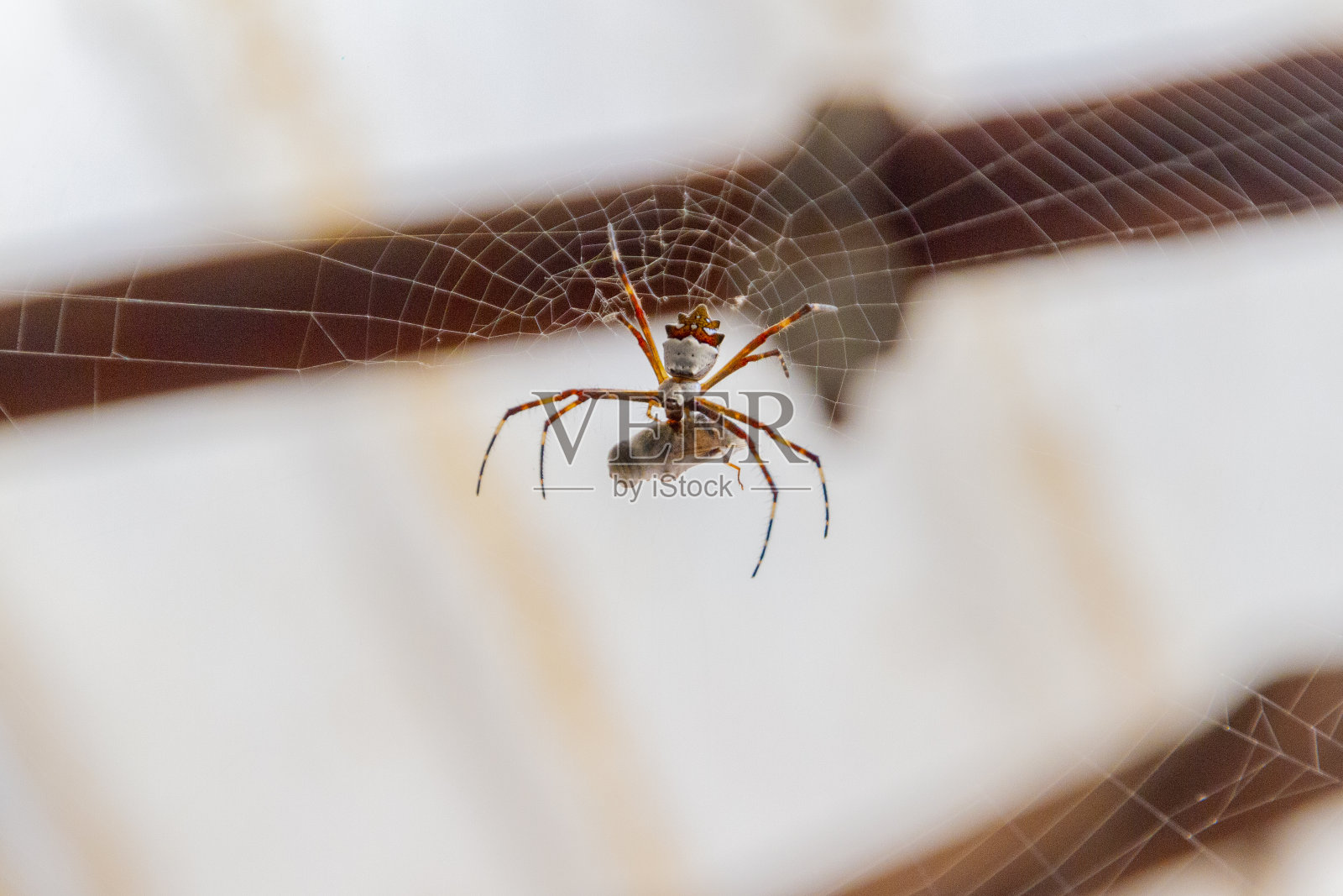 里约热内卢的银蜘蛛正在吃一只昆虫照片摄影图片