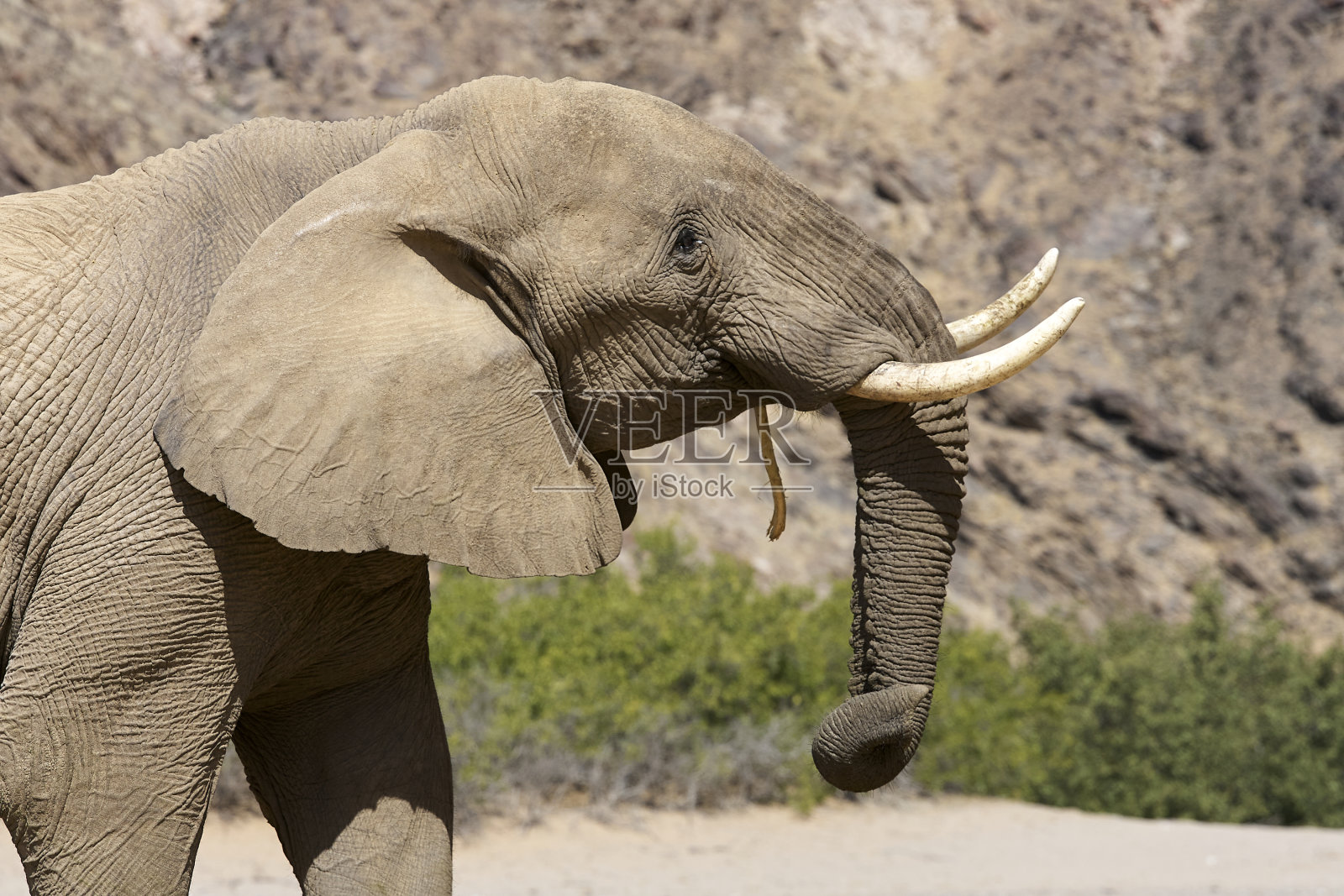 纳米比亚，达马拉兰，Kaokoveld, Kaokoland, Kunene, Sesfontein，非常罕见的野生沙漠象在吃Hoanib河山谷照片摄影图片