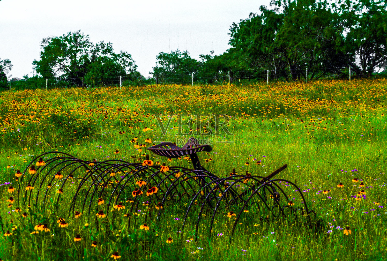 在野花地里耙干草照片摄影图片