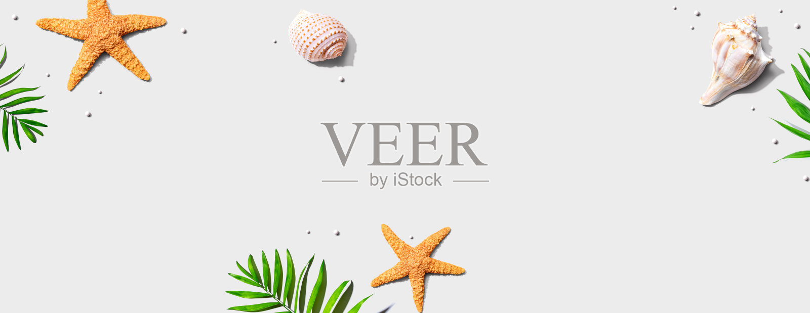 夏季概念与海星和贝壳照片摄影图片