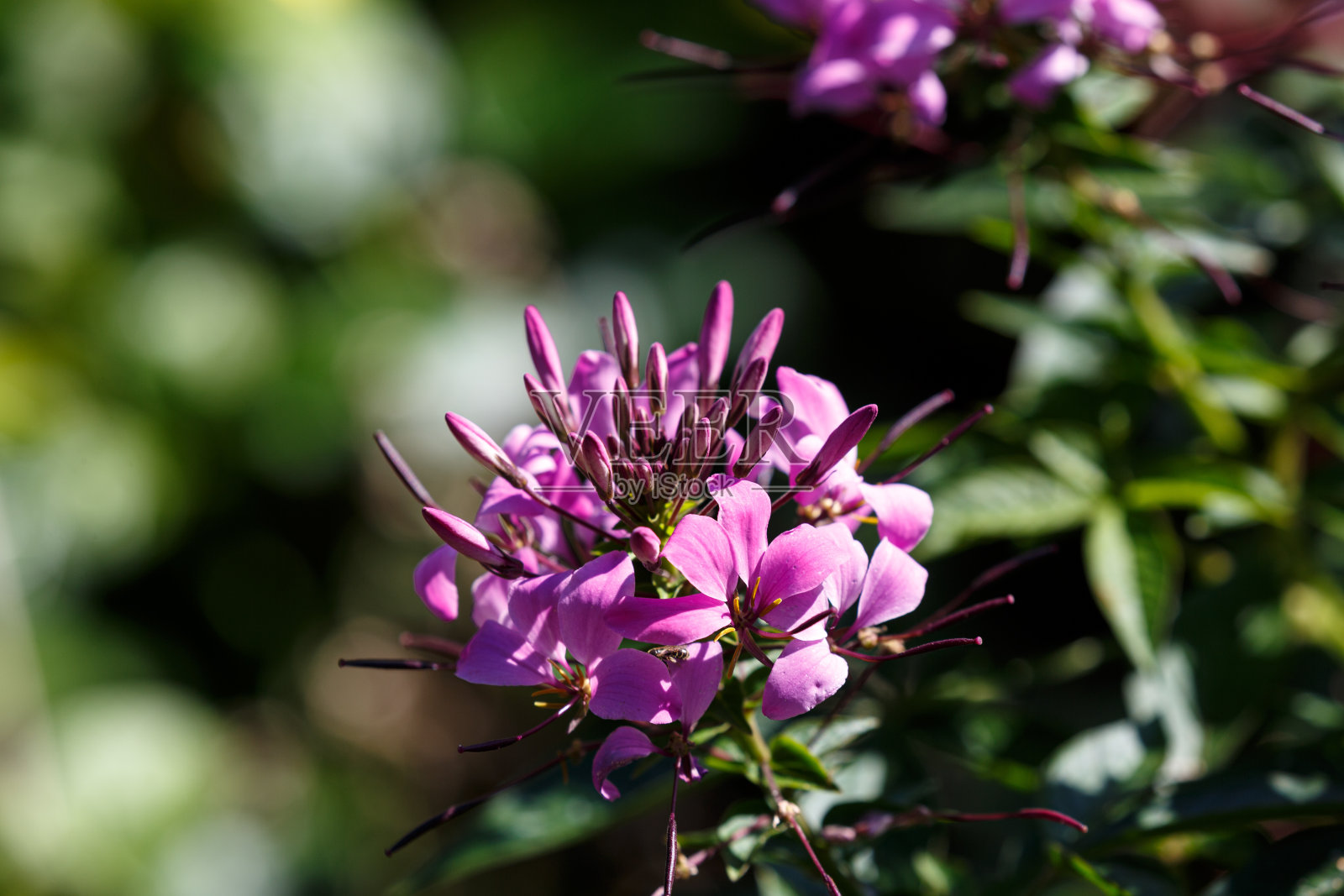 花园里盛开的花照片摄影图片
