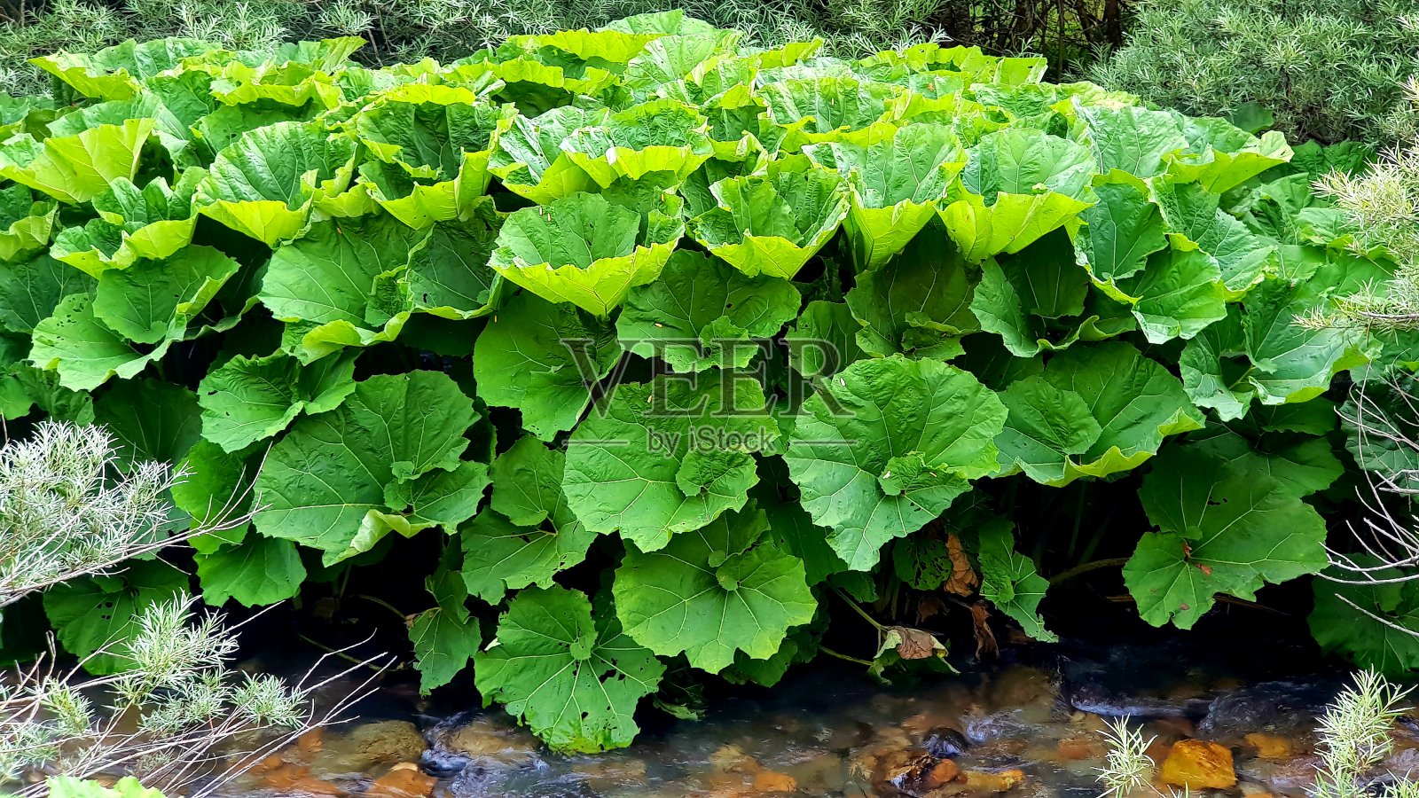 一种款冬属多年生草本开花植物-杂交瘤照片摄影图片
