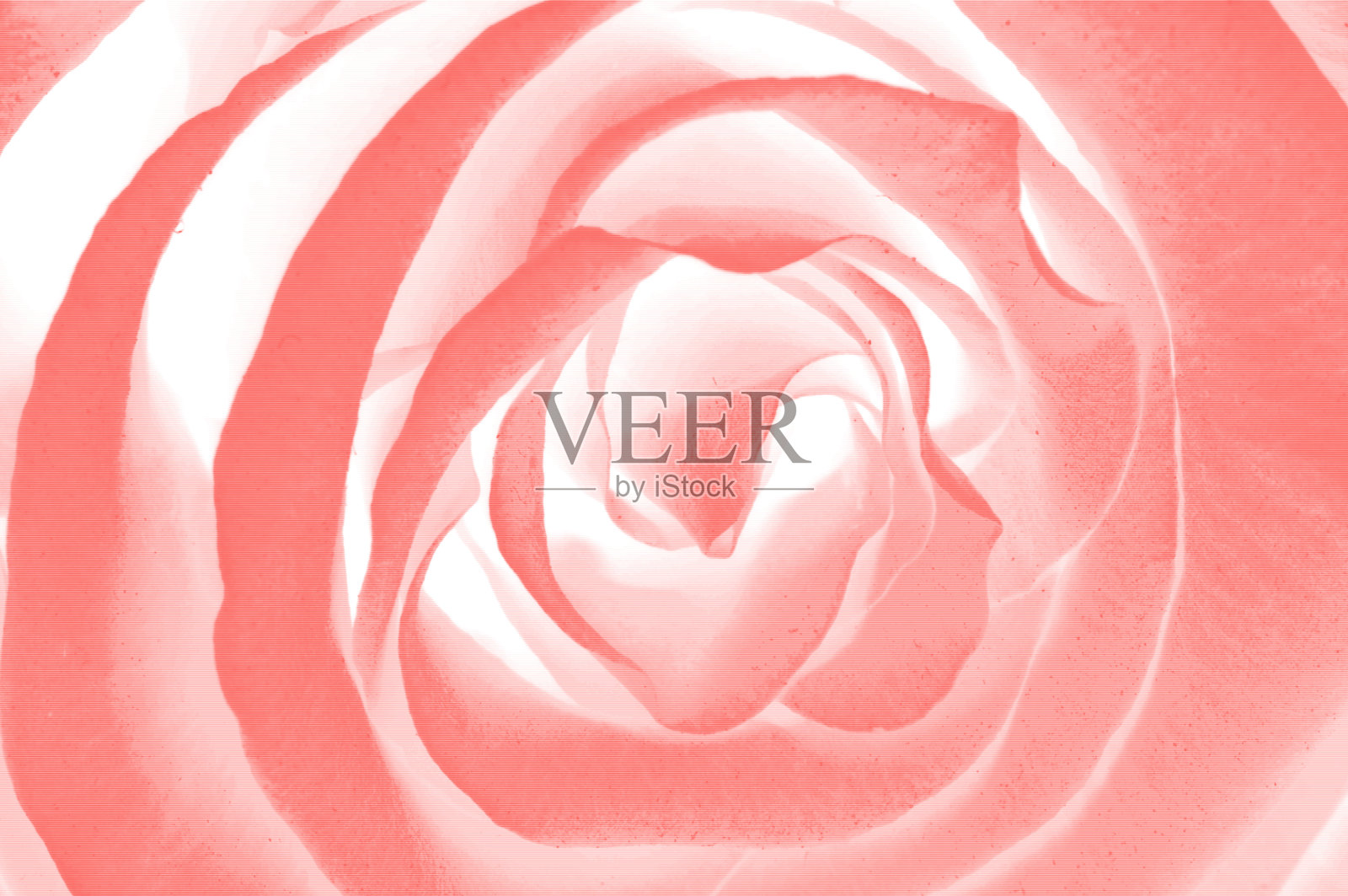 玫瑰纹理照片摄影图片