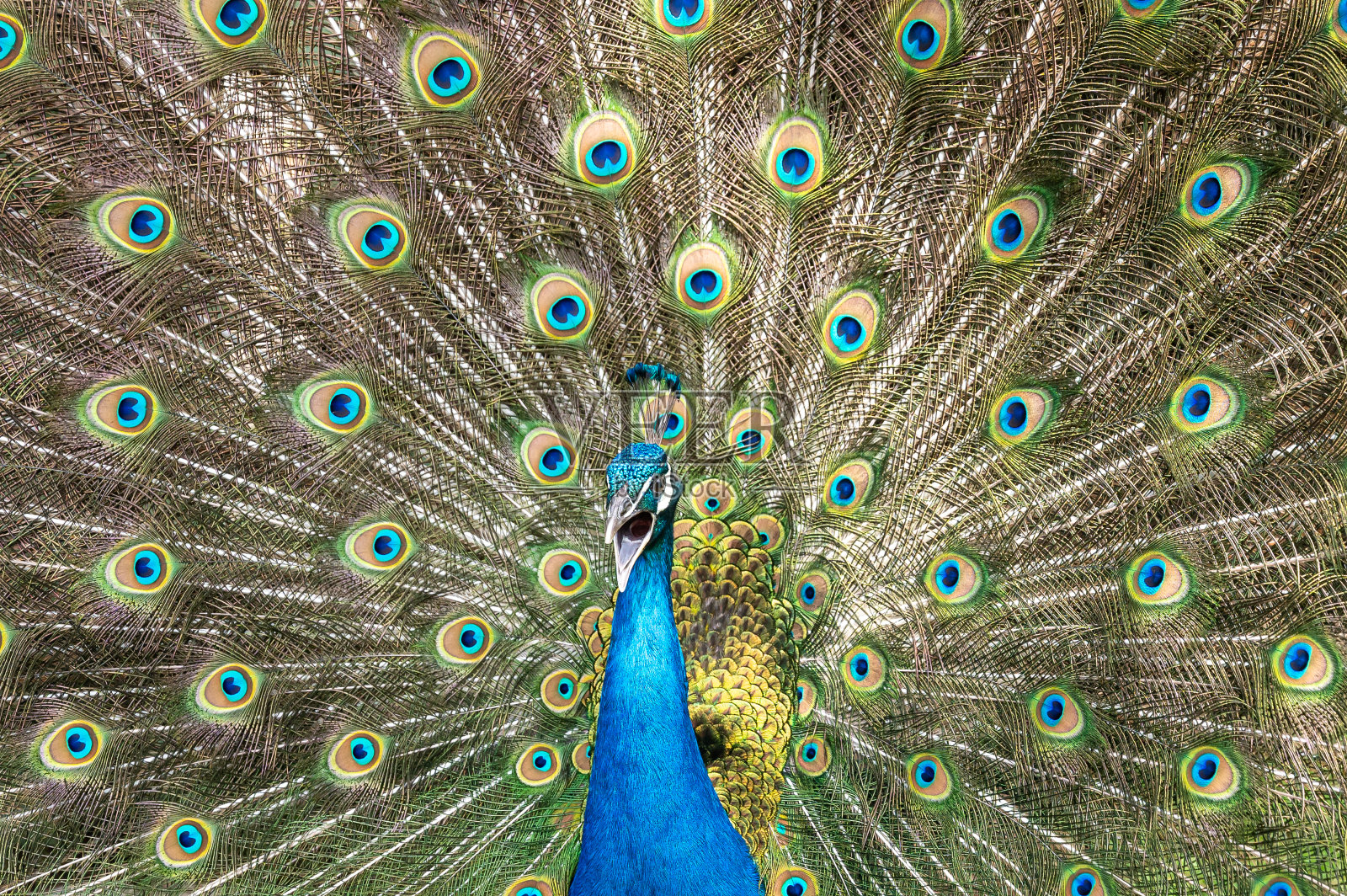 雄性孔雀鸟，Pavo cristatus，呱呱与充分显示尾羽照片摄影图片