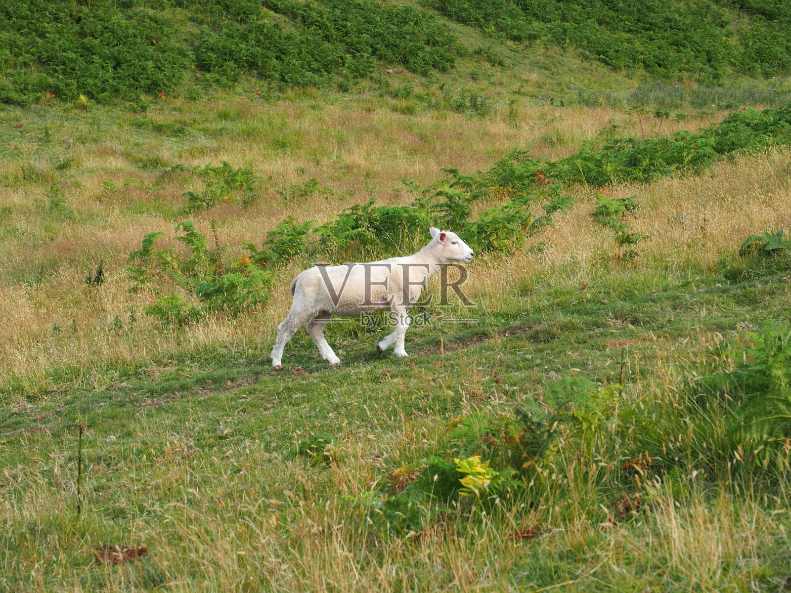 切维奥人的羊羔照片摄影图片