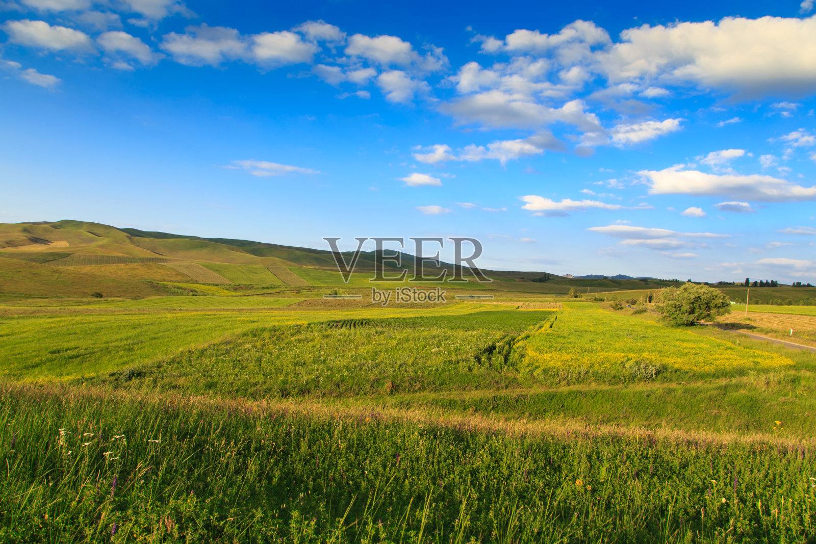 美丽的春夏季风景。郁郁葱葱的绿色山丘。春天盛开的草药。照片摄影图片