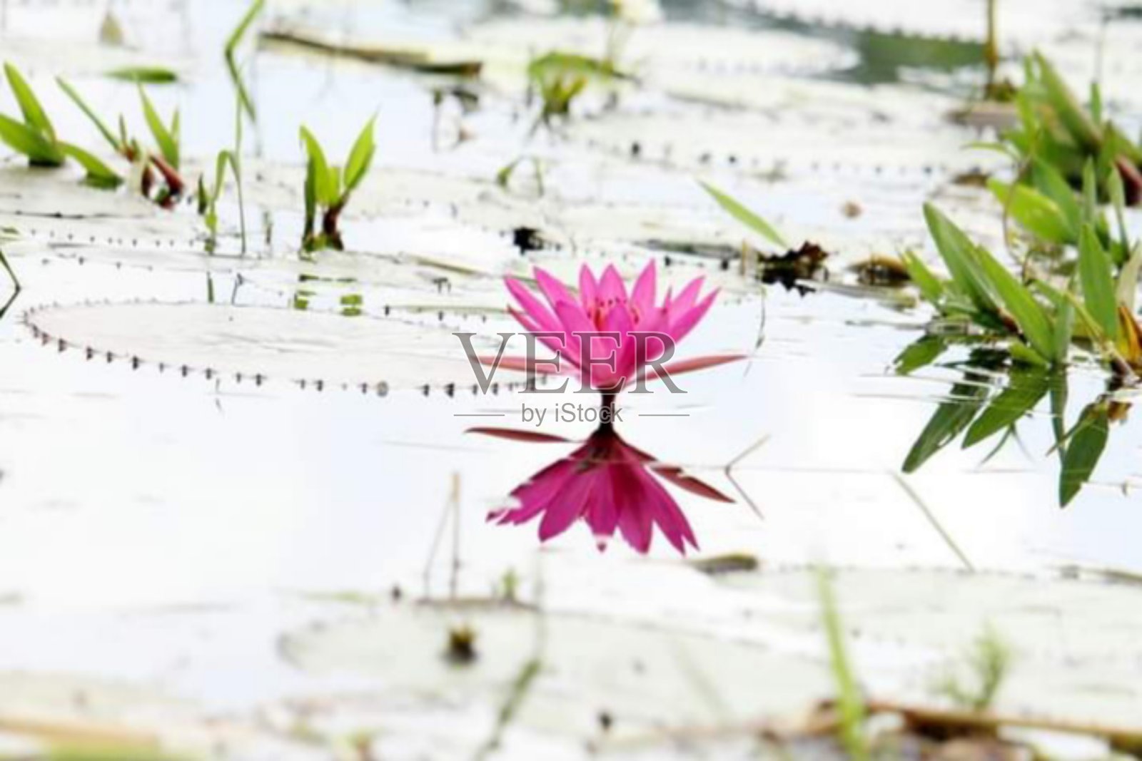 睡莲花照片摄影图片