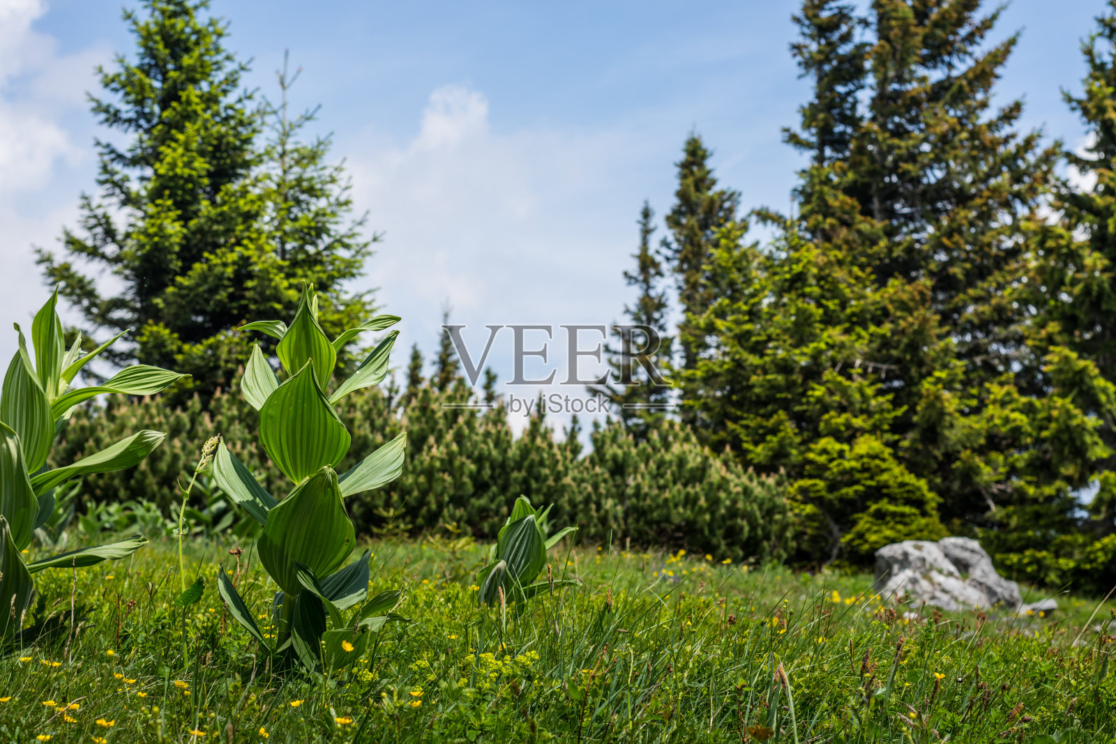 格林和博门在草地上种植照片摄影图片