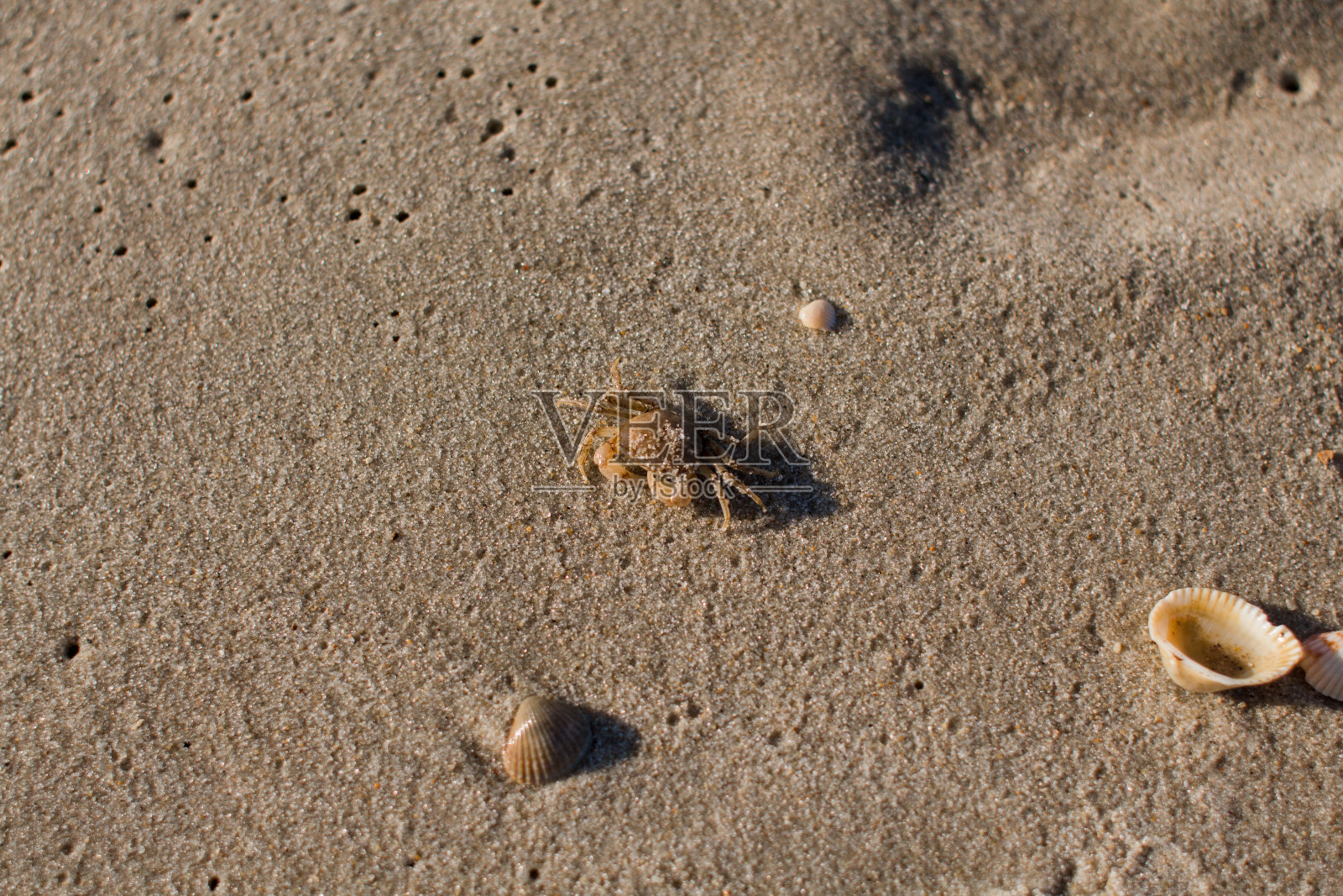 沙滩上的小螃蟹照片摄影图片
