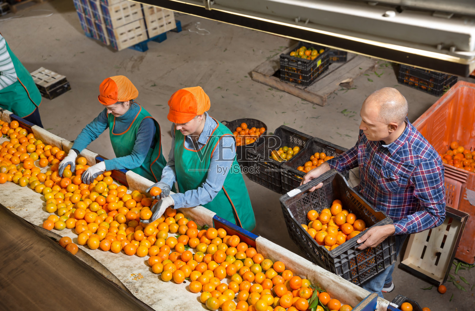 员工准备橘子的包装和储存照片摄影图片