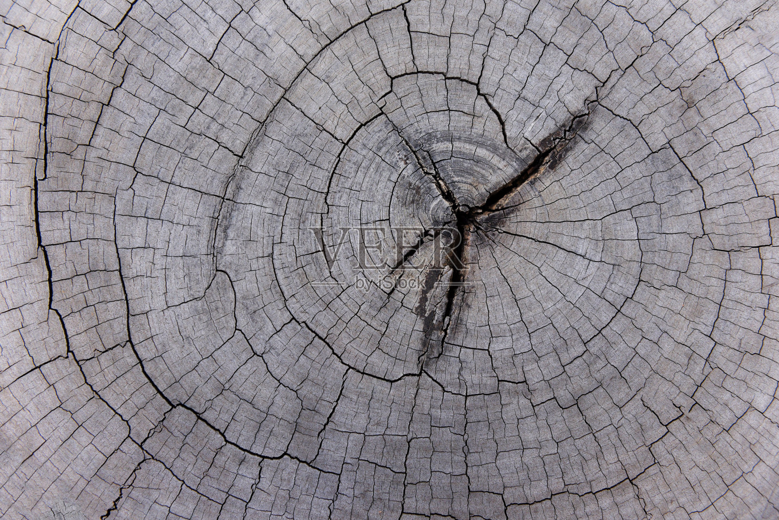 树干横截面-木材切割背景原木，俯视图照片摄影图片