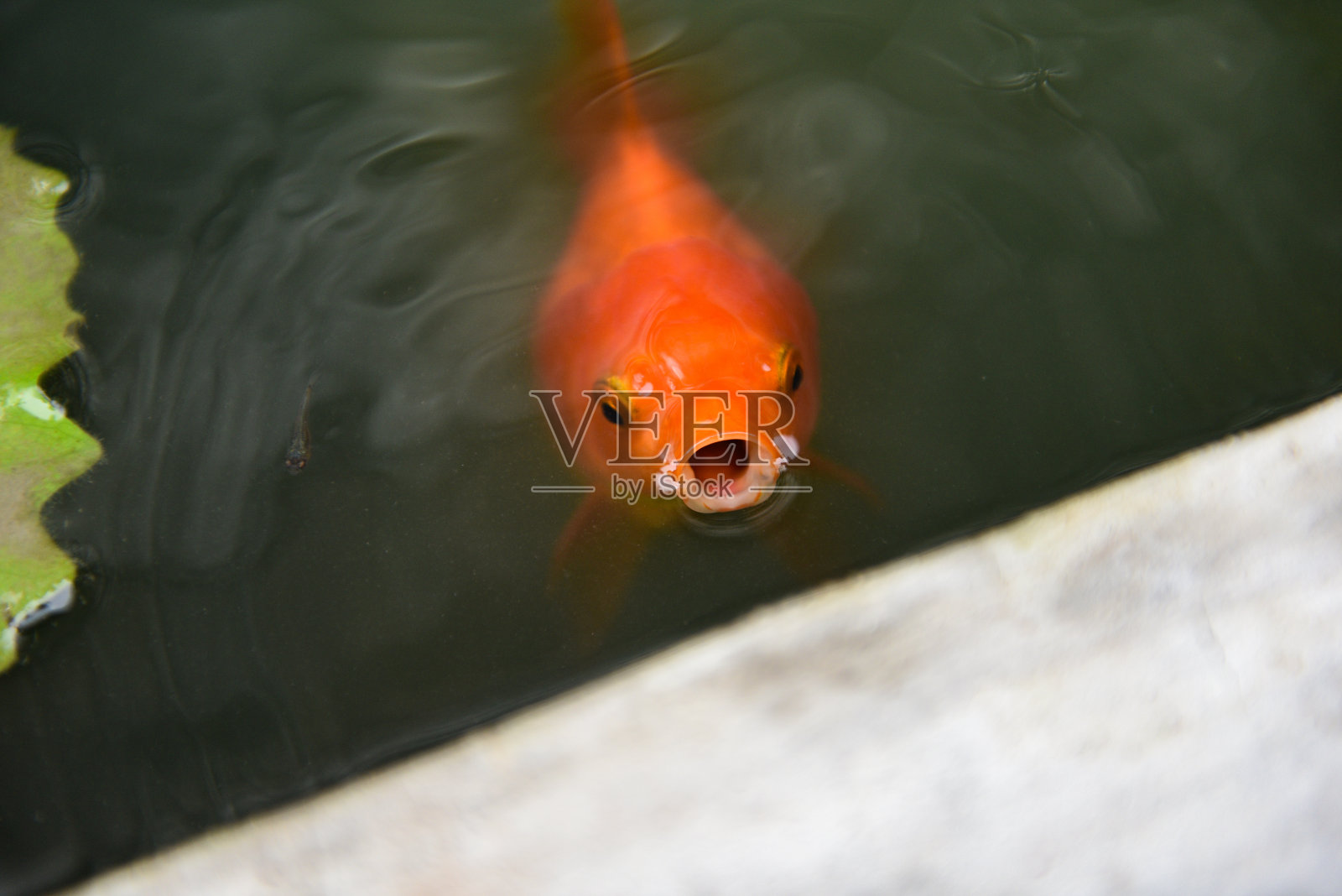 池塘里美丽的金鱼——橙色的鱼在水面上游动着，等待着喂食照片摄影图片