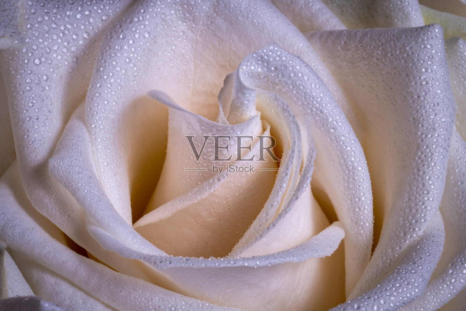 露珠玫瑰照片摄影图片