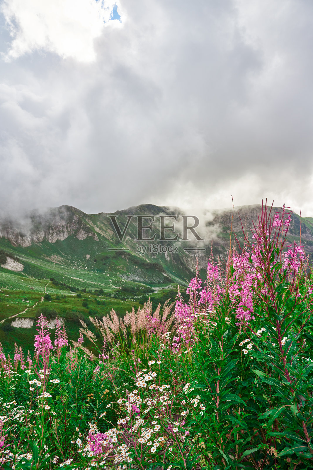 景观山坡被云笼罩，高山草和五颜六色的花照亮了温暖的夜晚在红波利亚纳，索契。照片摄影图片