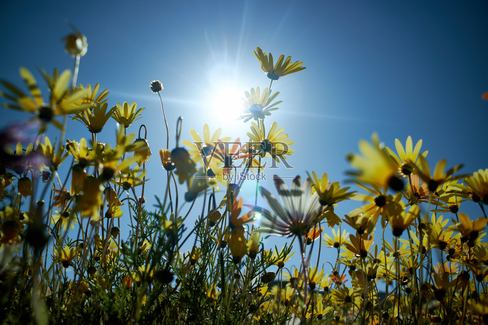 Biedouw谷花照片摄影图片