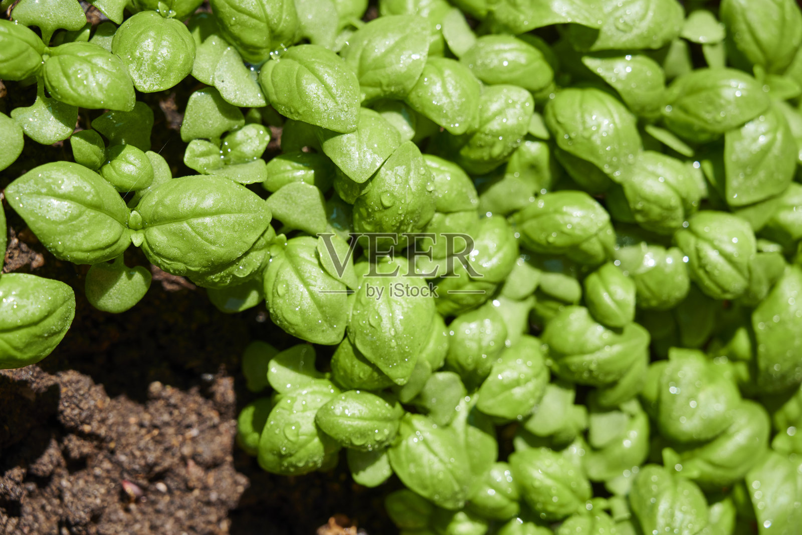 罗勒“n照片摄影图片